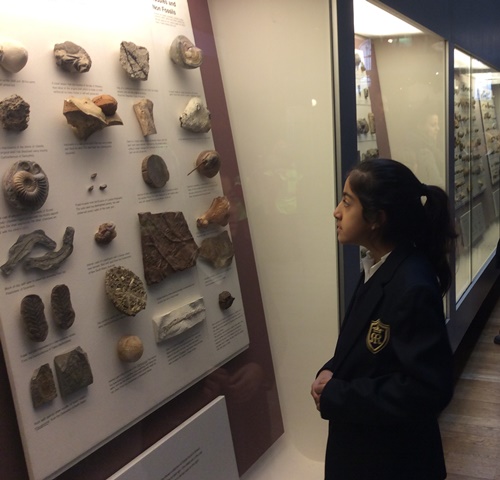 Pupil looking at fossils